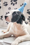 Gus - Photo 2