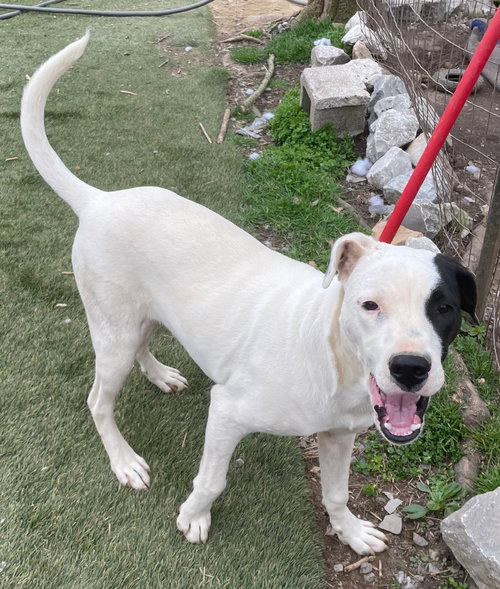 GUS - Staffordshire Bull Terrier available for adoption