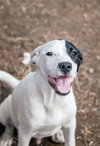 Goose - Photo 2