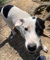 Goose - Photo 1
