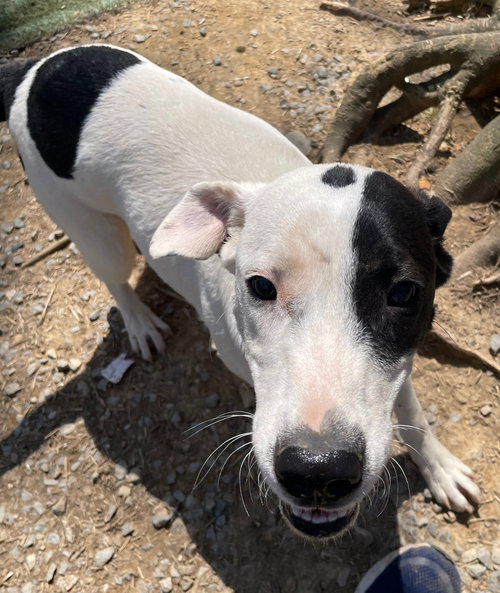 Goose, an adoptable American Staffordshire Terrier in Tracy City, TN