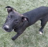 Taffy - Photo 1