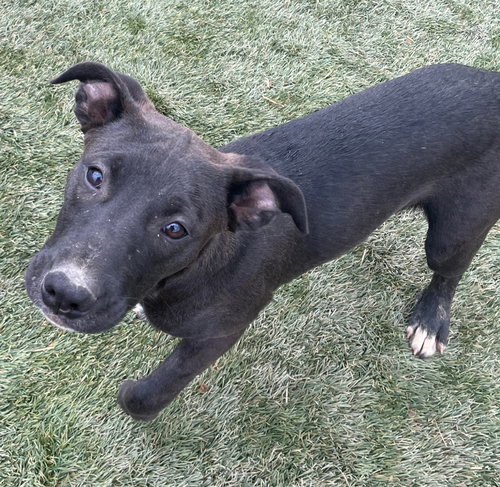 TAFFY - American Staffordshire Terrier / Cattle Dog available for adoption