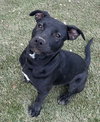 Taffy - Photo 2