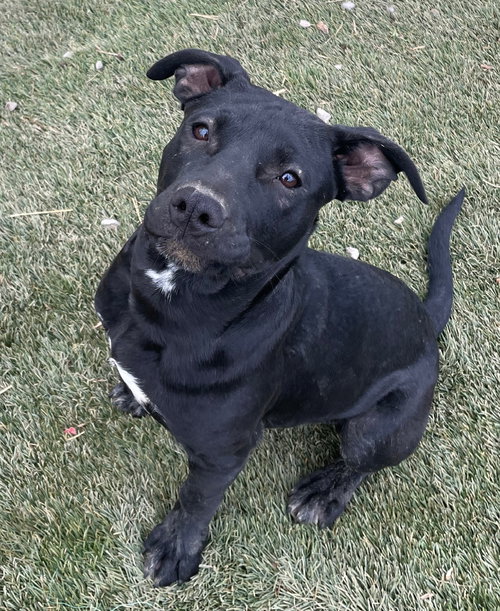 TAFFY - American Staffordshire Terrier / Cattle Dog available for adoption
