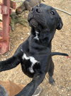 Taffy - Photo 3