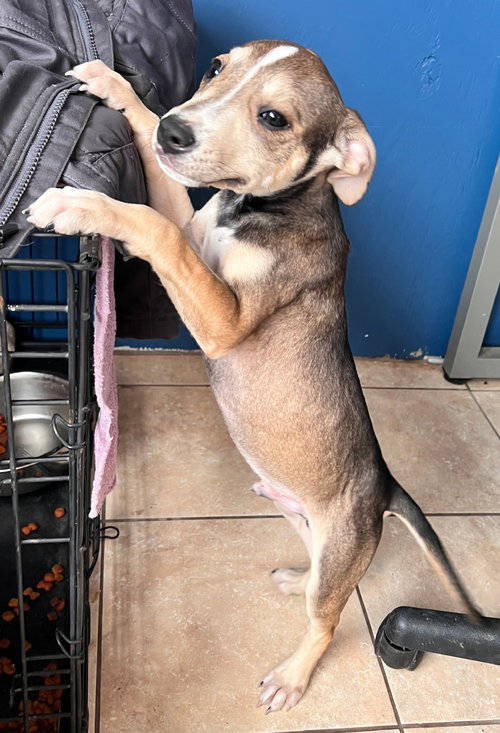 THUNDER - American Staffordshire Terrier / Cattle Dog available for adoption