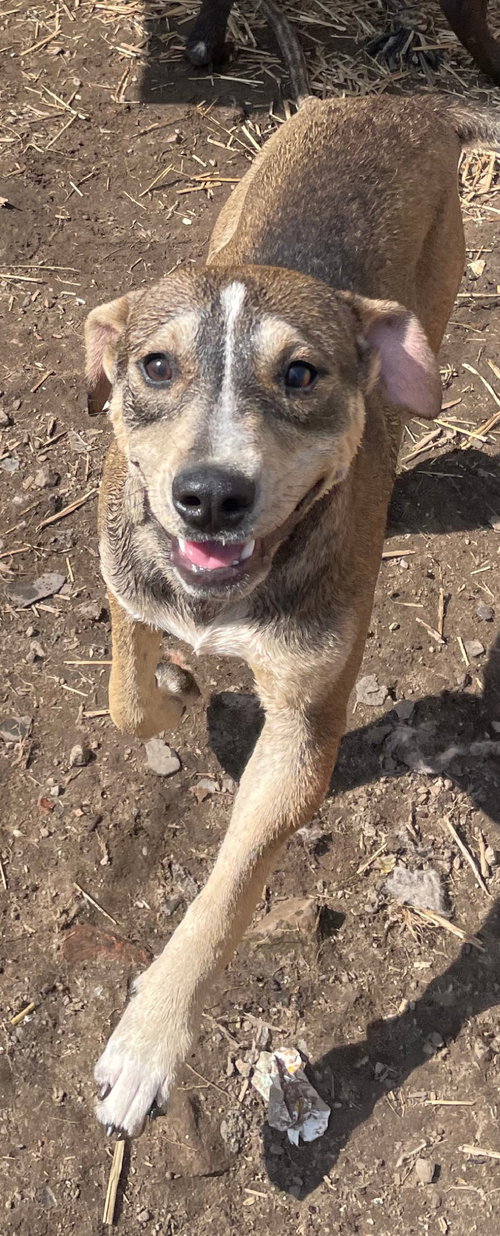 Thunder, an adoptable American Staffordshire Terrier in Tracy City, TN