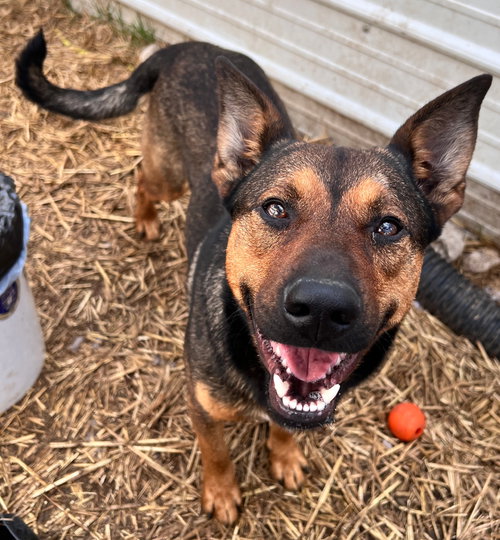 Rocky, an adoptable German Shepherd Dog in Tracy City, TN