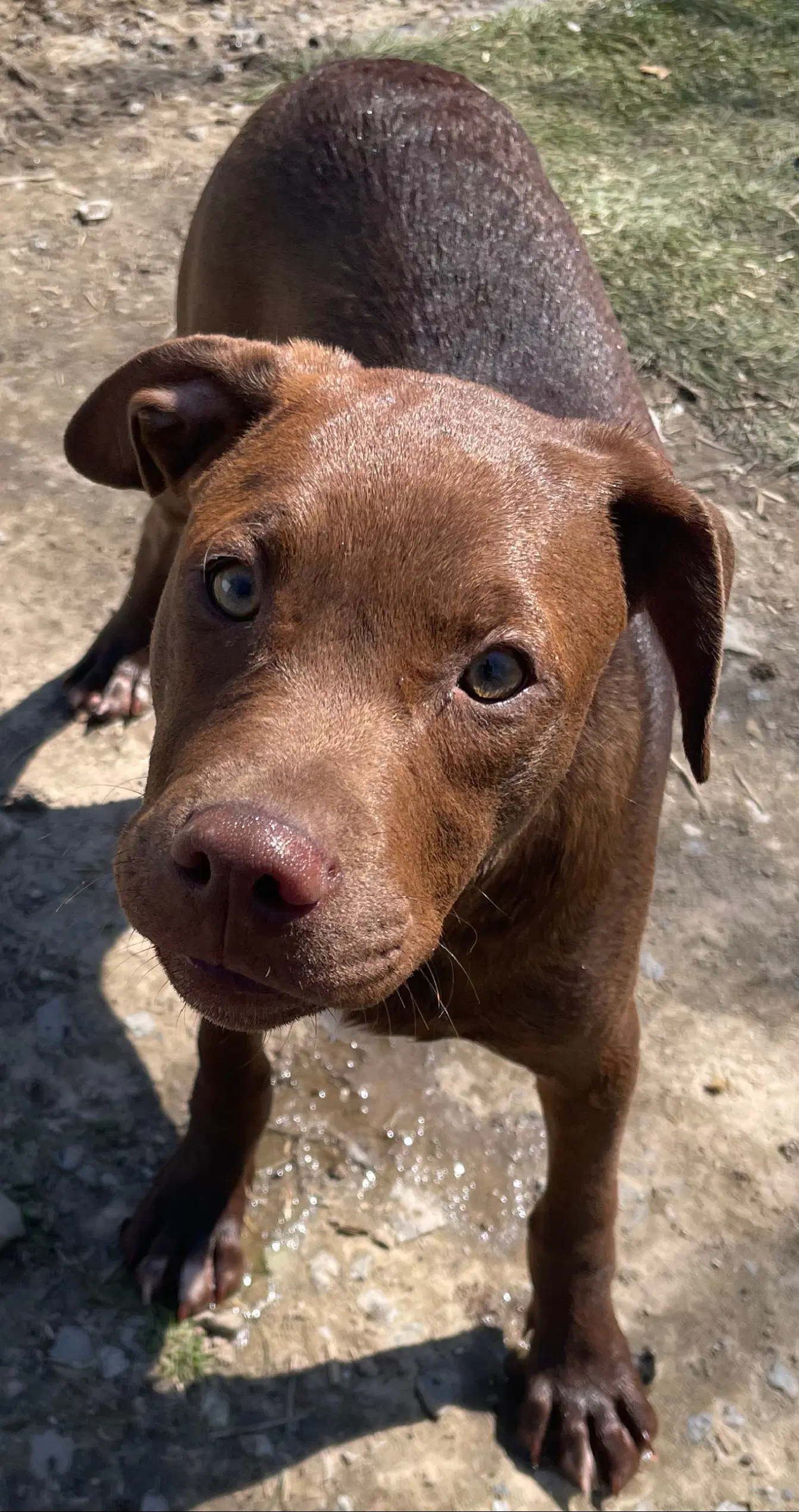 Java - Hound