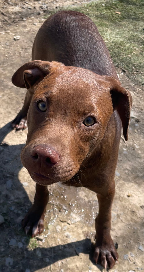 Java, an adoptable Hound in Tracy City, TN