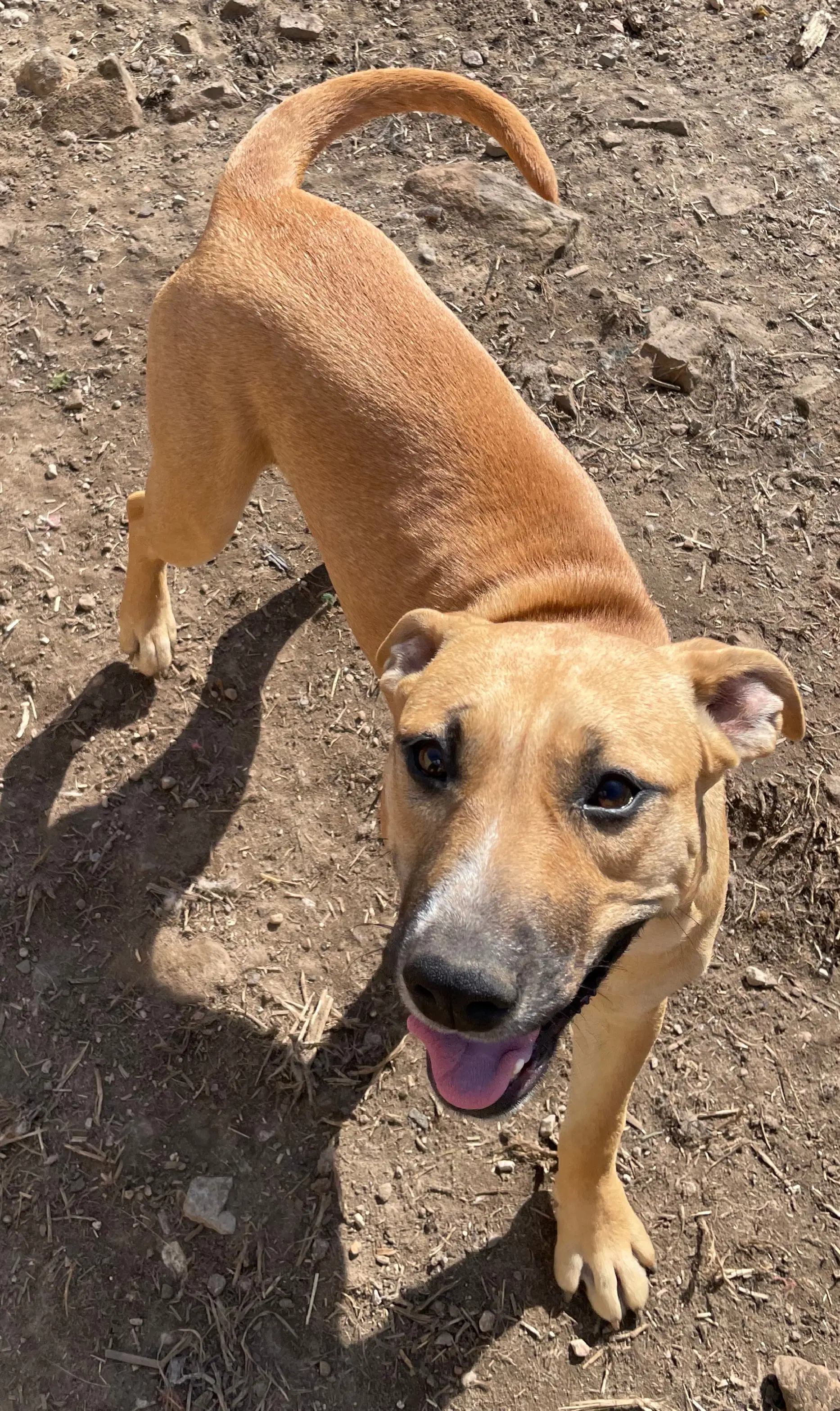 Timber - American Staffordshire Terrier
