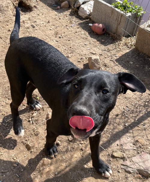 Tycoon, an adoptable American Staffordshire Terrier in Tracy City, TN