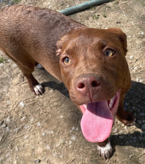 Jade, an adoptable Hound in Tracy City, TN