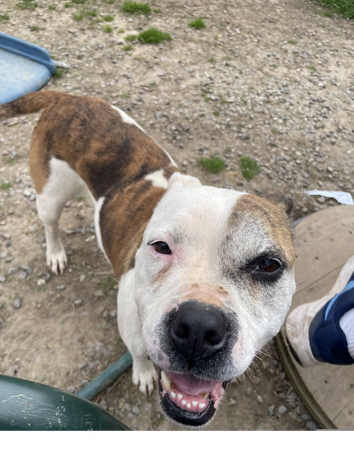 Athena, an adoptable Bull Terrier in Tracy City, TN