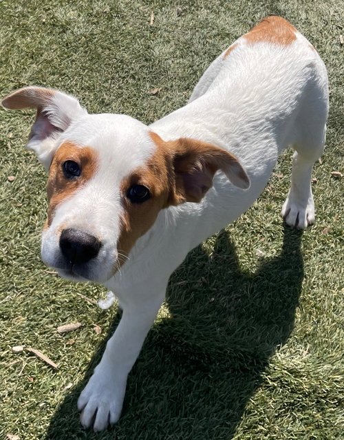 Fred, an adoptable Hound in Tracy City, TN