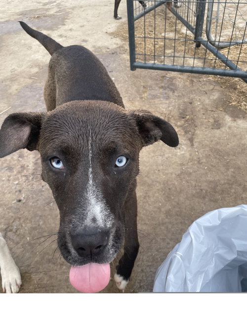 Trouble, an adoptable American Staffordshire Terrier in Tracy City, TN