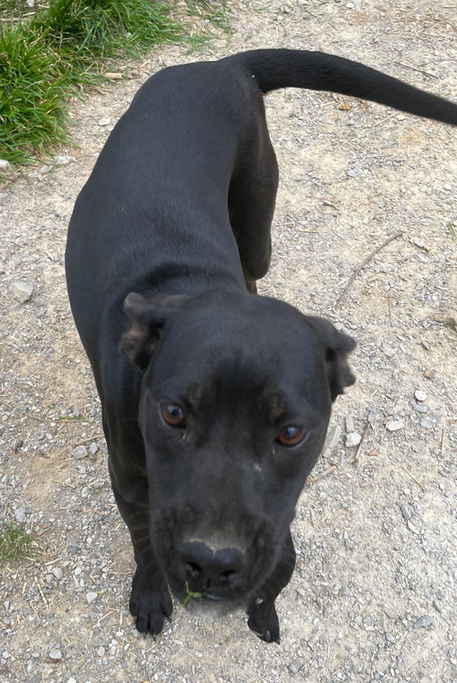 Piper, an adoptable Labrador Retriever in Tracy City, TN