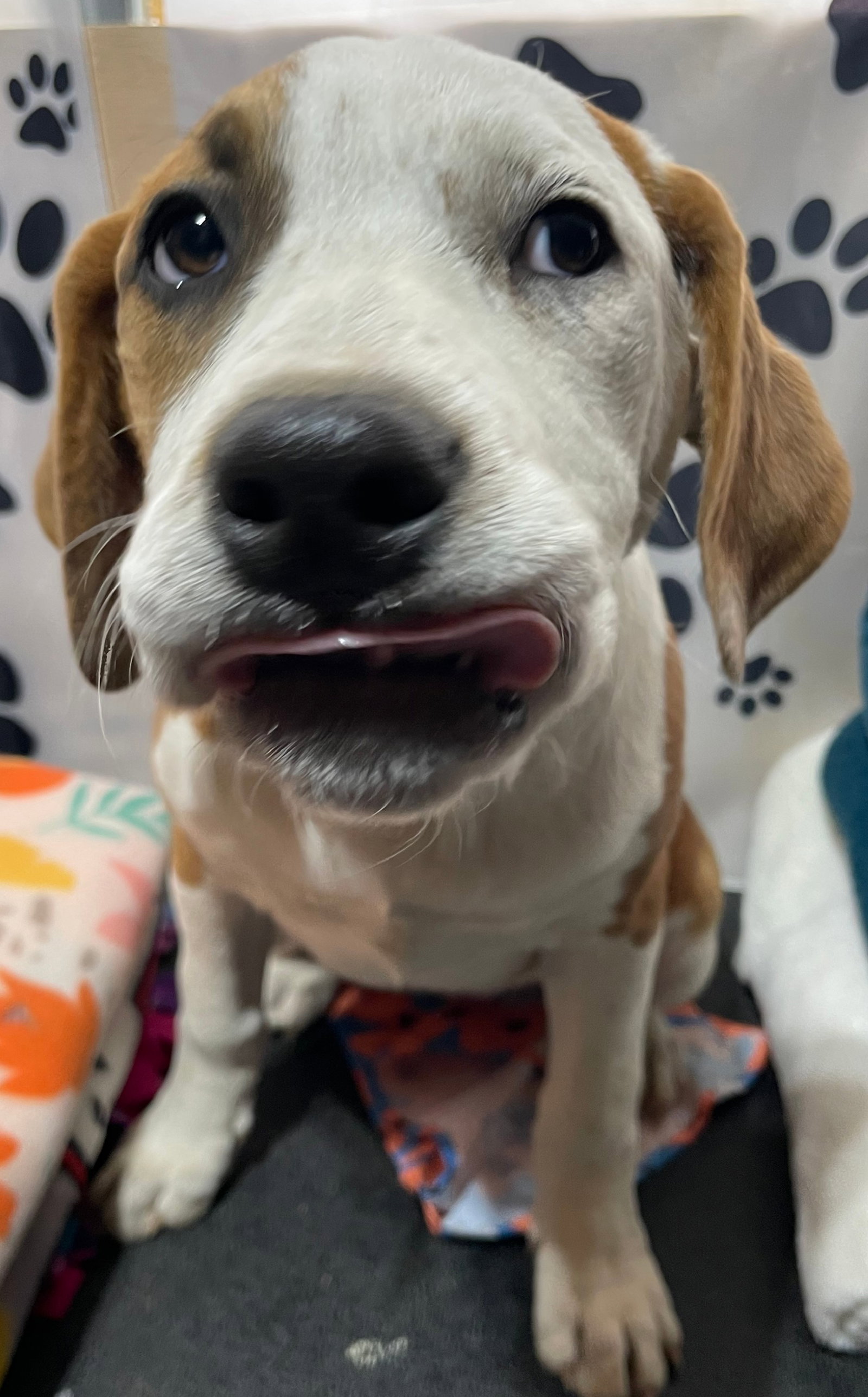 Frankie