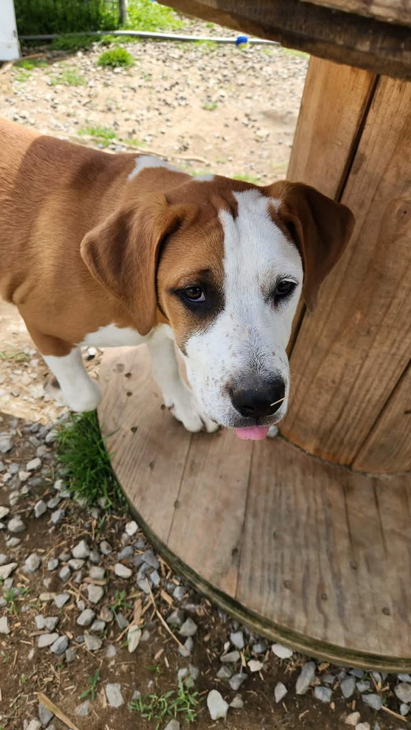 Frankie