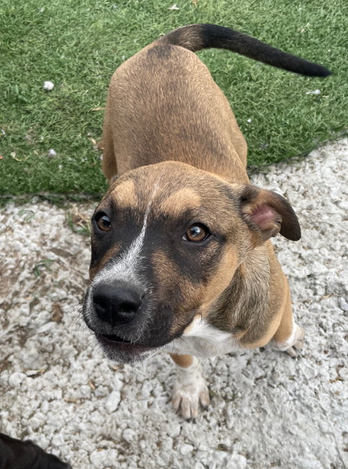 Nacho, an adoptable Staffordshire Bull Terrier in Tracy City, TN