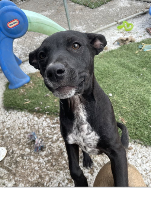 Nugget, an adoptable Staffordshire Bull Terrier in Tracy City, TN