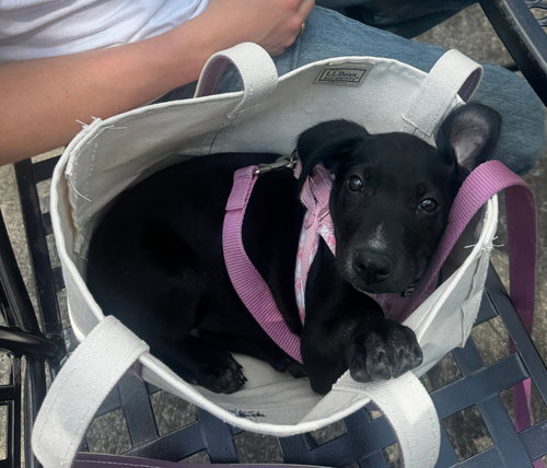 Beverly, an adoptable Labrador Retriever in Tracy City, TN