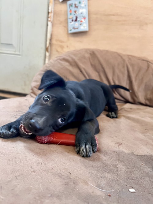Beverly, an adoptable Labrador Retriever in Tracy City, TN