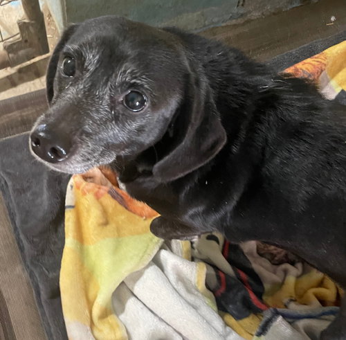 ZOE - Dachshund available for adoption
