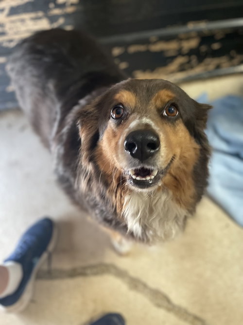 Harley, an adoptable Australian Shepherd in Tracy City, TN