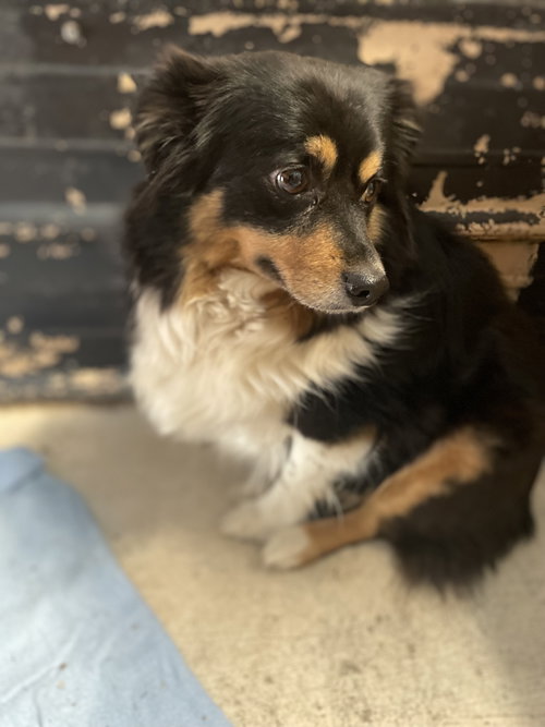 Marley, an adoptable Australian Shepherd in Tracy City, TN