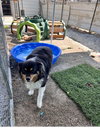 Marley - Photo 2