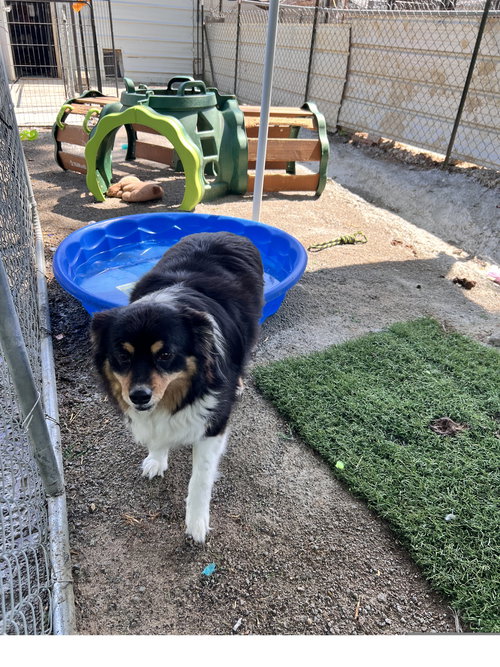 MARLEY - Australian Shepherd available for adoption