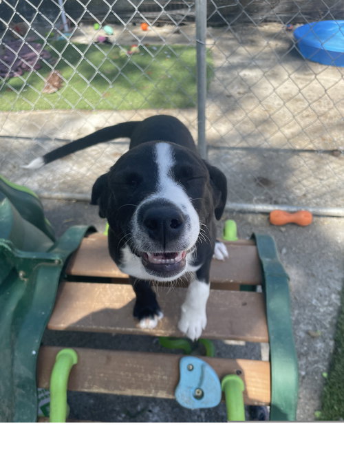 Sunny, an adoptable Border Collie in Tracy City, TN
