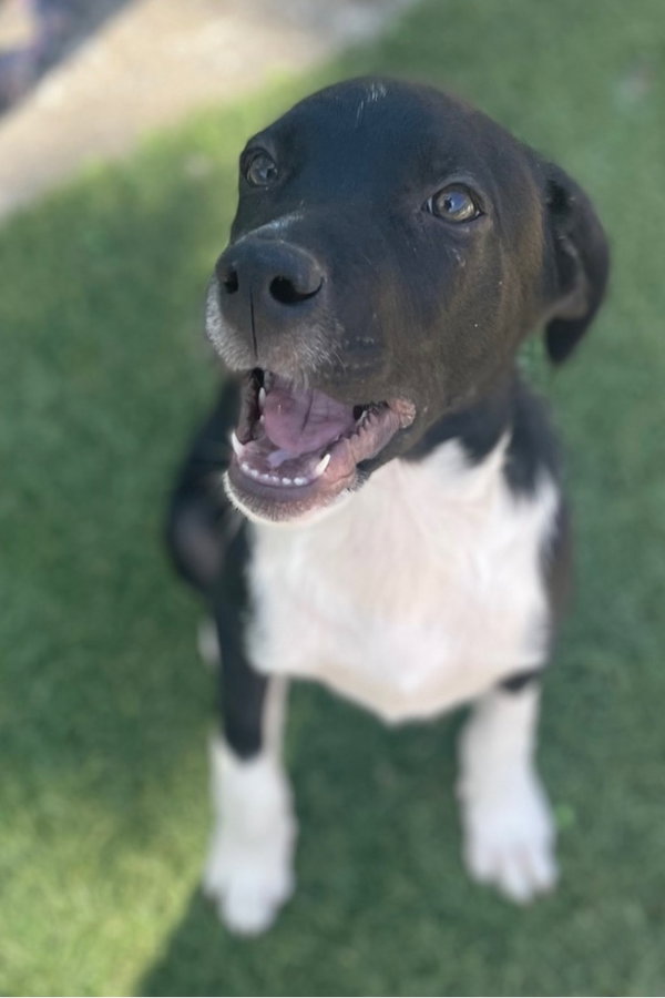 Sammy