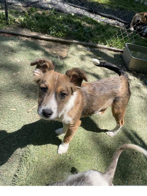 Poppy, an adoptable Terrier in Tracy City, TN