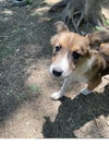 Poppy - Photo 2