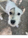 Precious - Photo 2