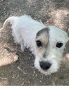 Precious - Photo 3