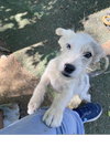 Puck - Photo 2