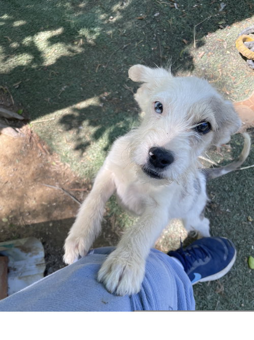 PUCK - Terrier available for adoption