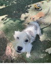 Puck - Photo 3