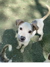 Petey - Photo 1