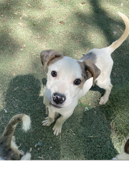 Petey, an adoptable Terrier in Tracy City, TN