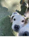Petey - Photo 2