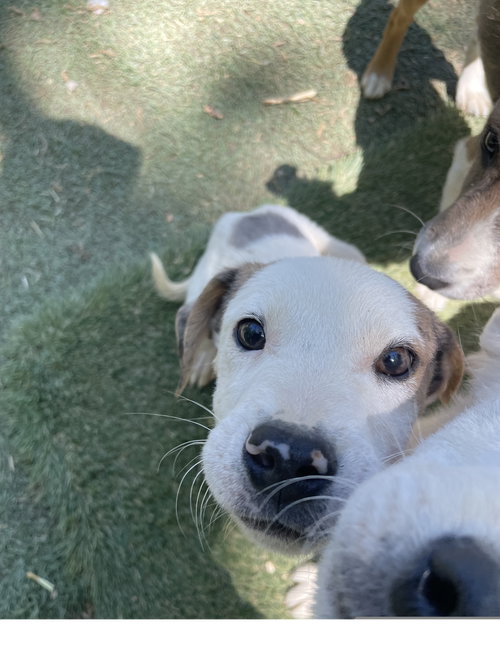PETEY - Terrier available for adoption