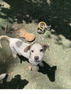 Petey - Photo 3