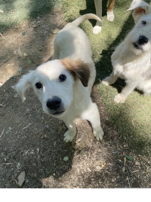 Parker, an adoptable Terrier in Tracy City, TN
