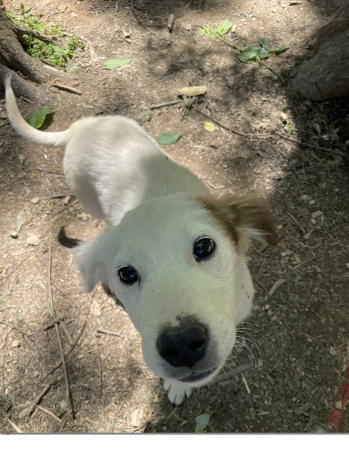 PARKER - Terrier available for adoption