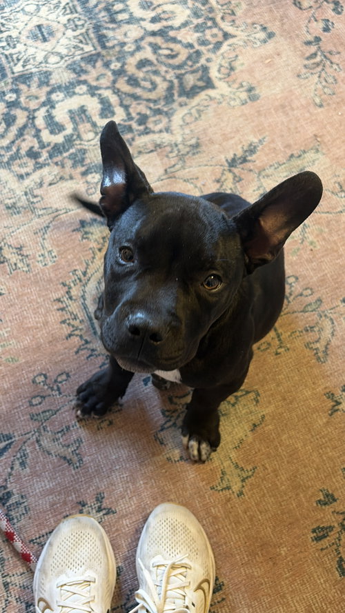 YETI - French Bulldog / Staffordshire Bull Terrier available for adoption